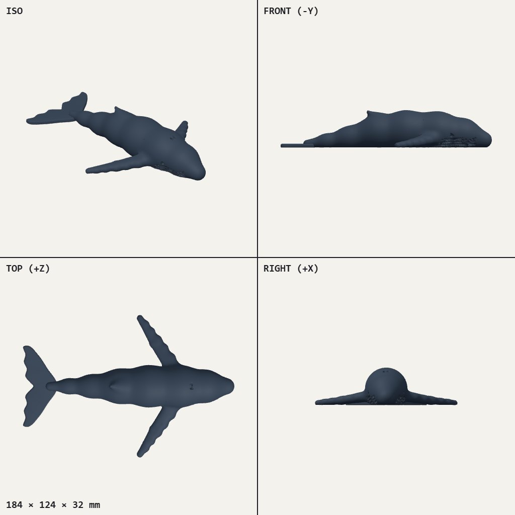 Humpback whale lying flat with long side flippers and a broad tail fluke